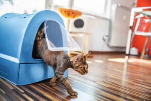 How To Stop Kitten From Playing In her Litter Box