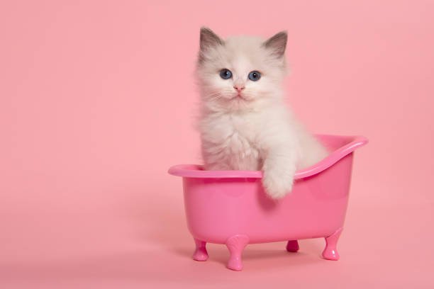 How to Bathe a Ragdoll Kitten