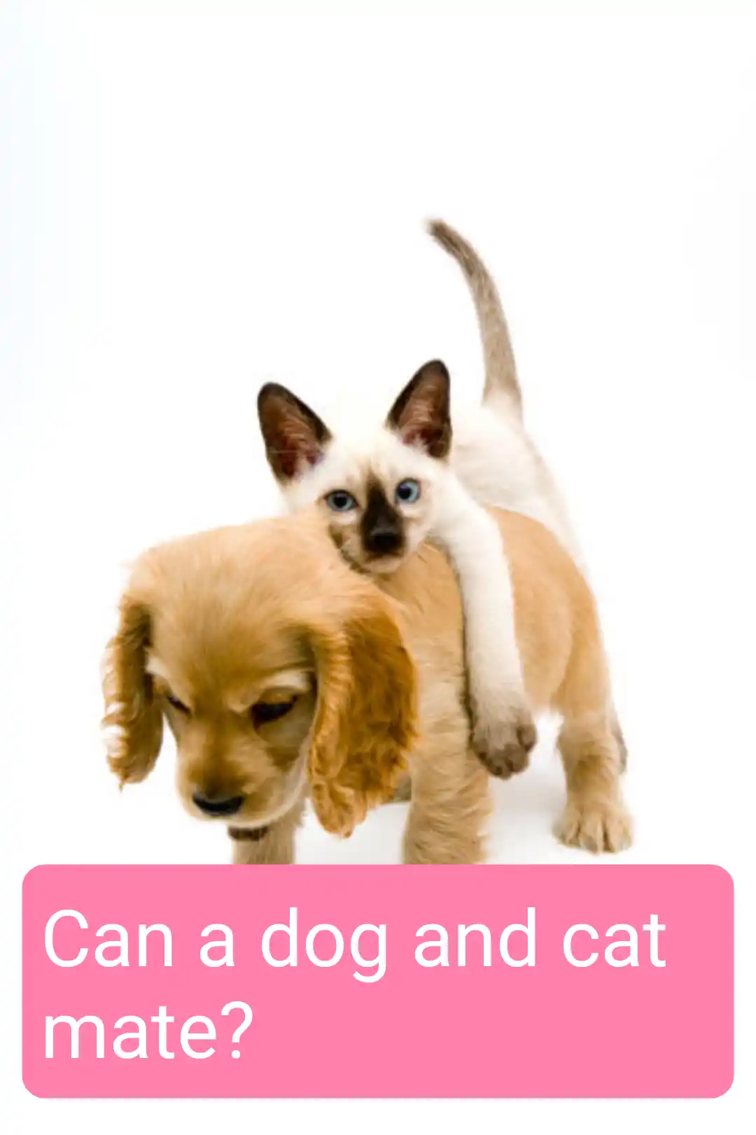 Can A Cat And Dog Mate?