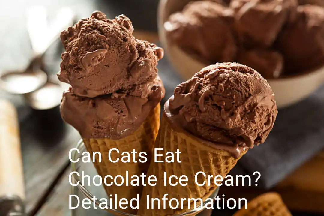 Can Cats Eat Chocolate Ice Cream? Detailed Information