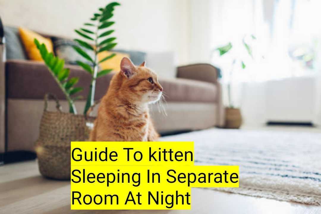 Guide To kitten Sleeping In Separate Room At Night