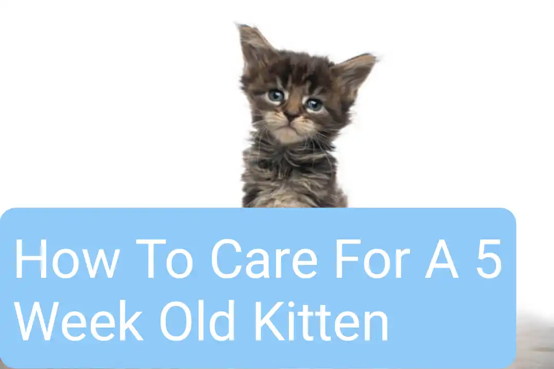 How To Care For A 5 Week Old Kitten