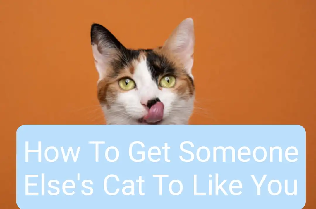 How To Get Someone Else's Cat To Like You