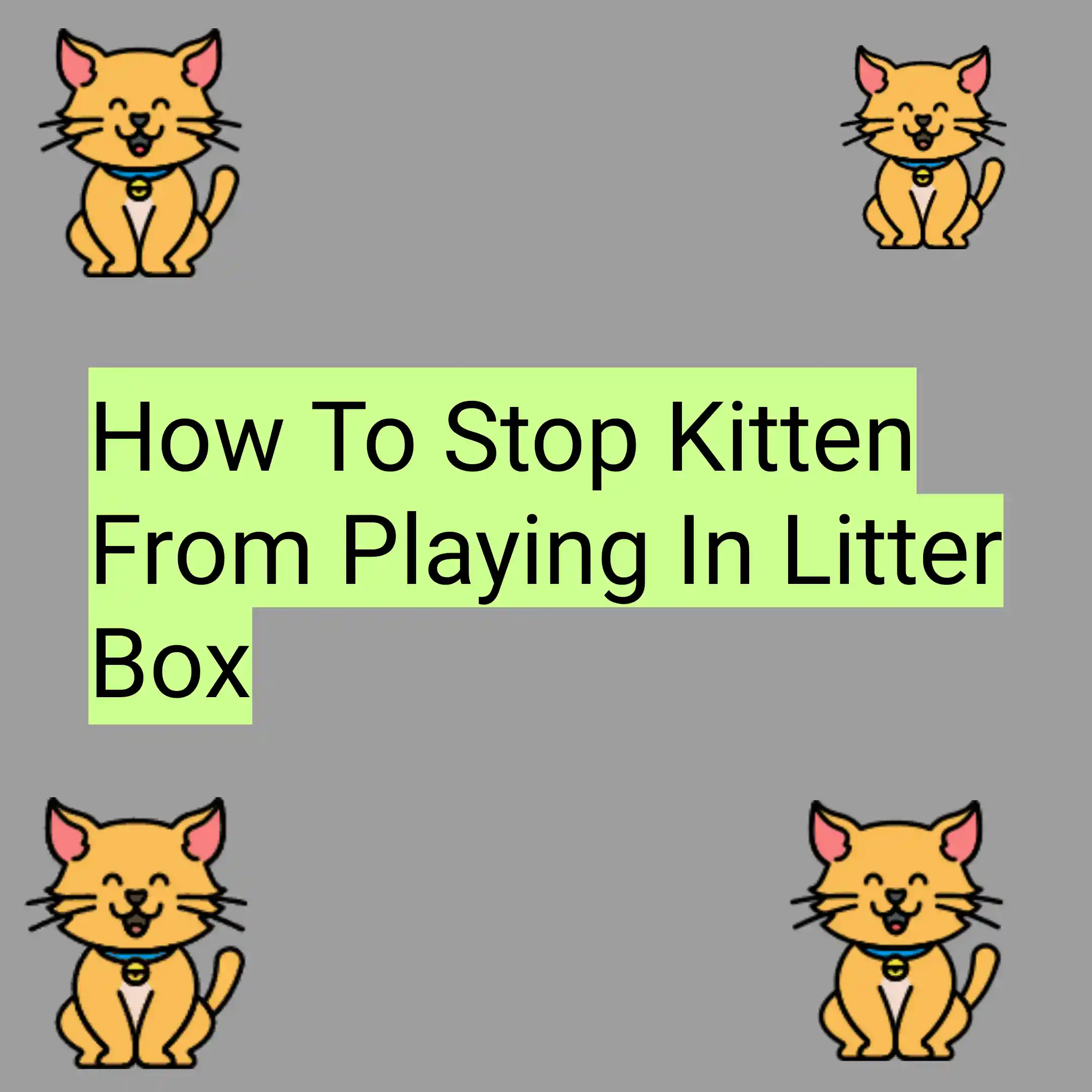 How To Stop Kitten From Playing In Litter Box