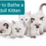 How to Bathe a Ragdoll Kitten or cat
