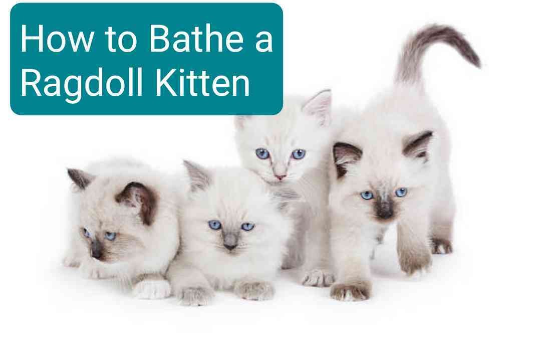 How to Bathe a Ragdoll Kitten or cat