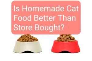 Is Homemade Cat Food Better Than Store Bought?