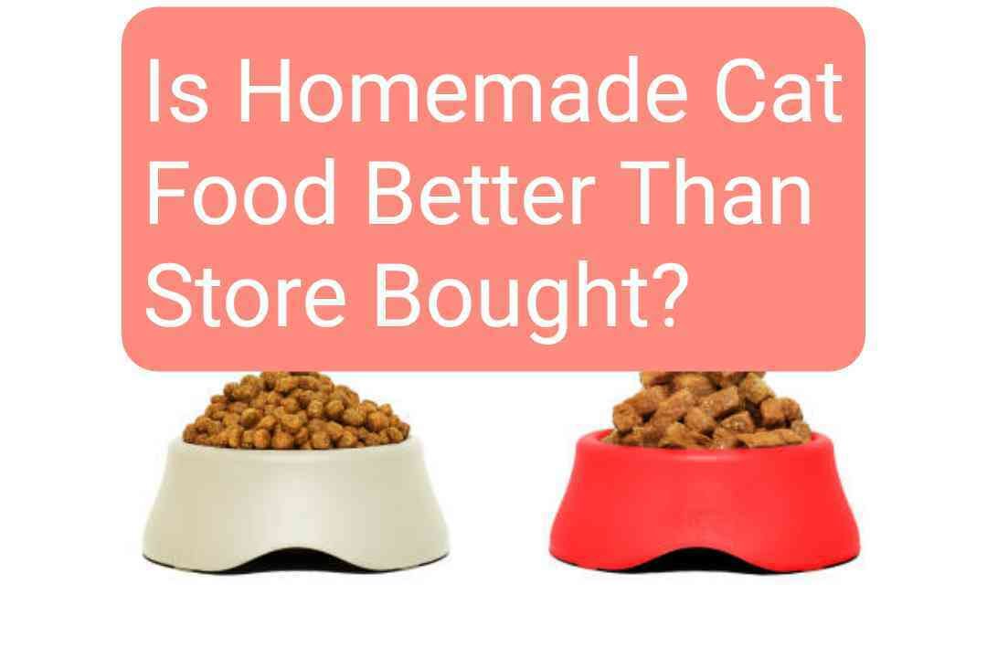 Is Homemade Cat Food Better Than Store Bought?