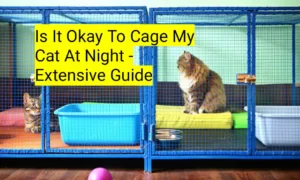 Is It Okay To Cage My Cat At Night - Extensive Guide