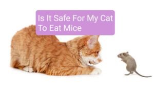 Is It Safe For My Cat To Eat Mice