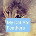 My Cat Ate Feathers