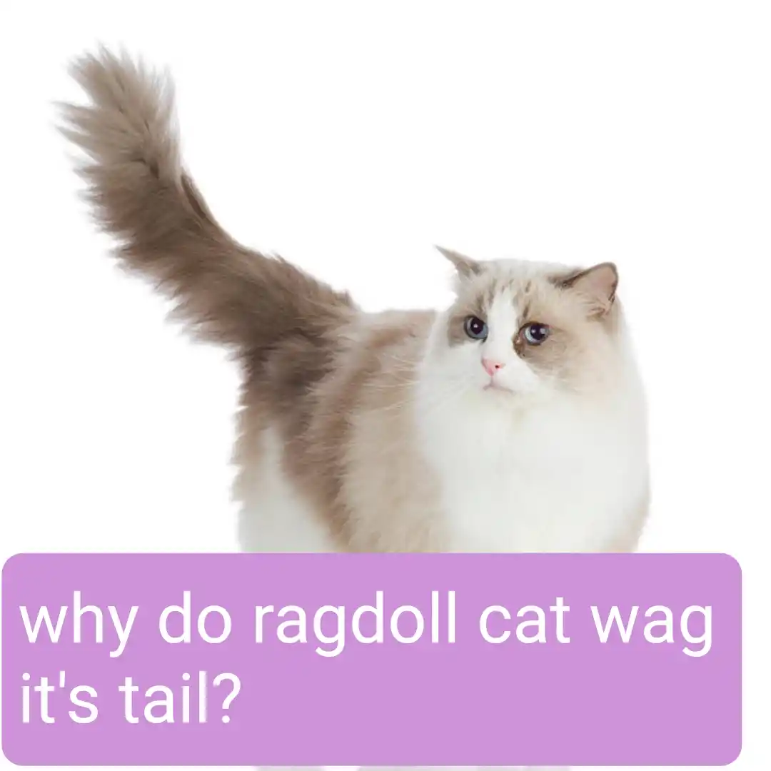 Ragdoll cat wagging tail