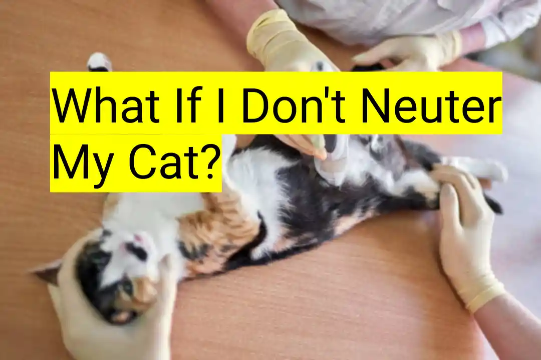 What If I Don't Neuter My Cat?