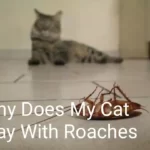 Why Does My Cat Play With Roaches