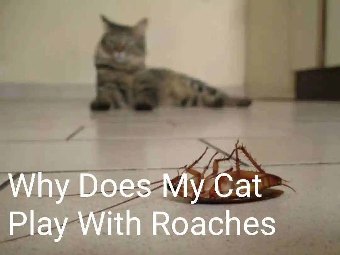 Why Does My Cat Play With Roaches