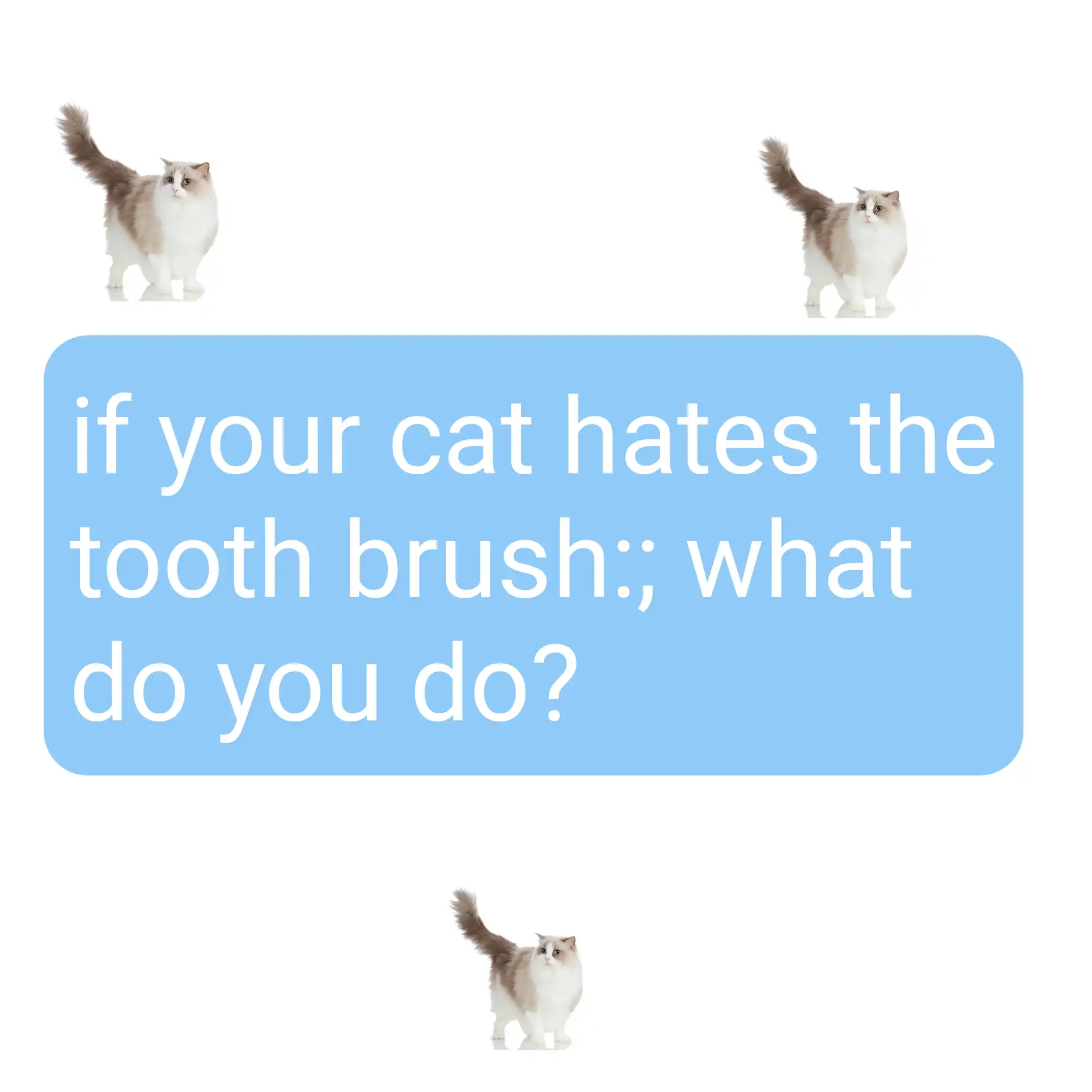 What To Do If Your Cat Hates The Tooth Brush