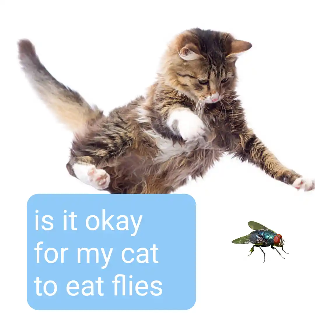 Is It Okay For My Cat To Eat Flies