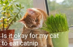 is it okay for my cat to eat catnip