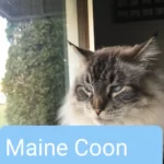 maine coon siamese mix