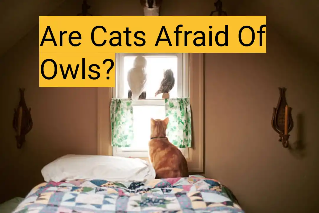 Are Cats Afraid Of Owls?