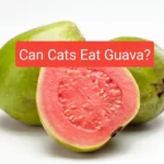 Can Cats Eat Guava? Is Guava Safe For Cats