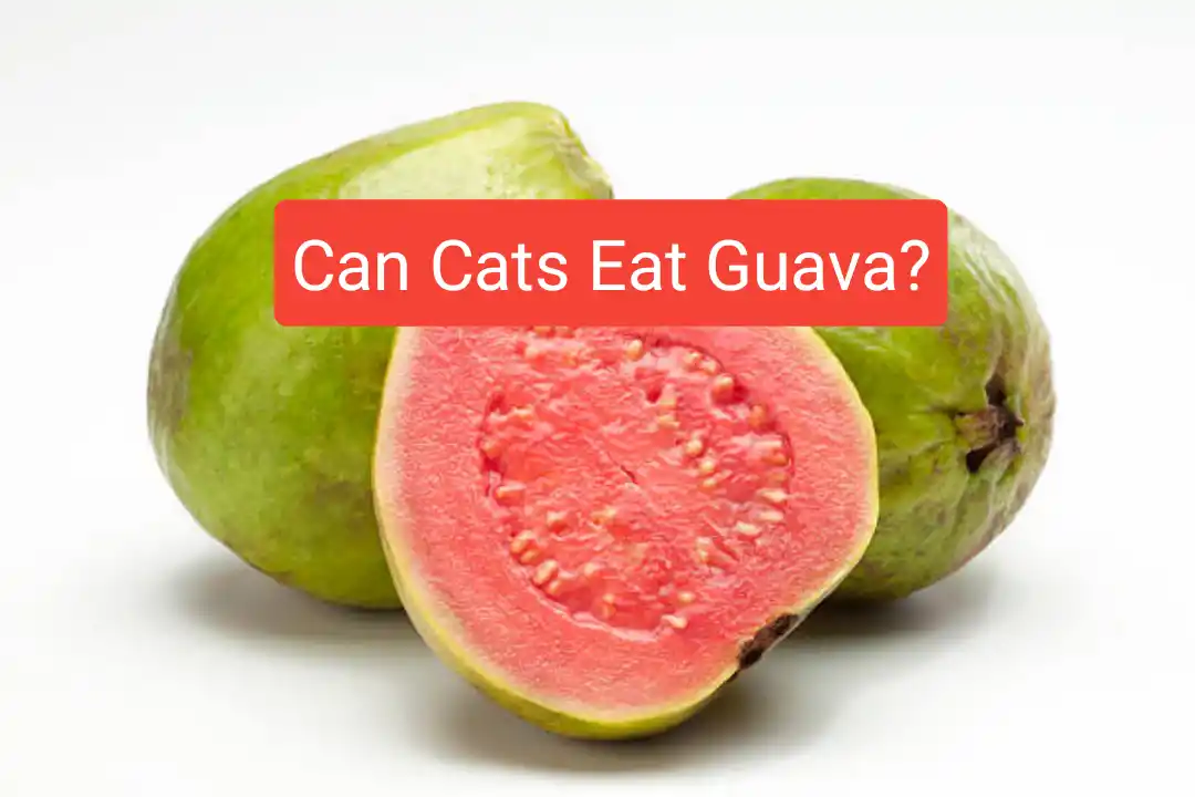 Can Cats Eat Guava?