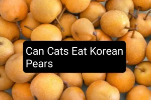 Can Cats Eat Korean Pears
