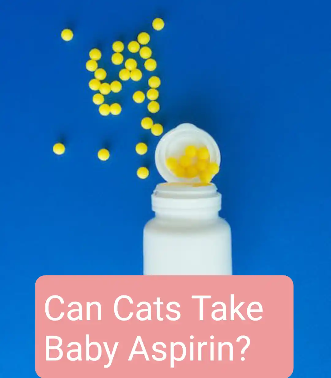 Can Cats Take Baby Aspirin?