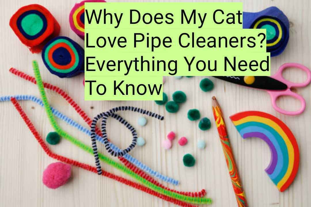 Why Does My Cat Love Pipe Cleaners? Everything You Need To Know