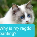Why Is My Ragdoll Panting? Here is What You Should Do