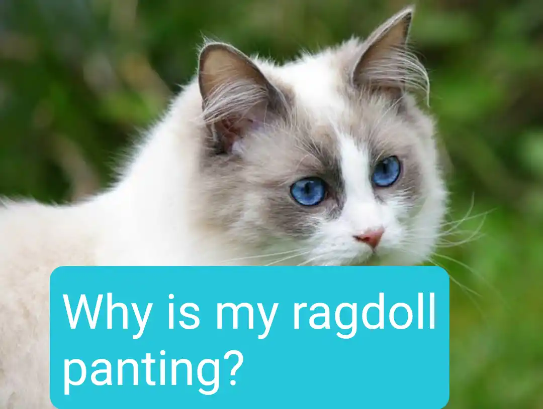 Why Is My Ragdoll Panting? Here Is What You Should Do - All About Cats