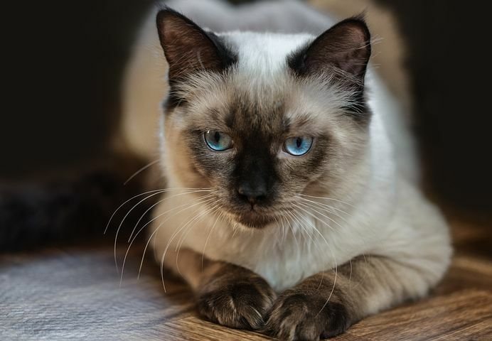 How to Calm a Panting Ragdoll Cat