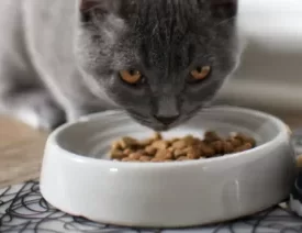 What do cats love to eat?