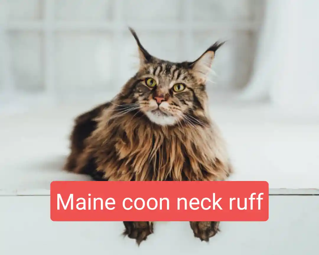 maine coon neck ruff