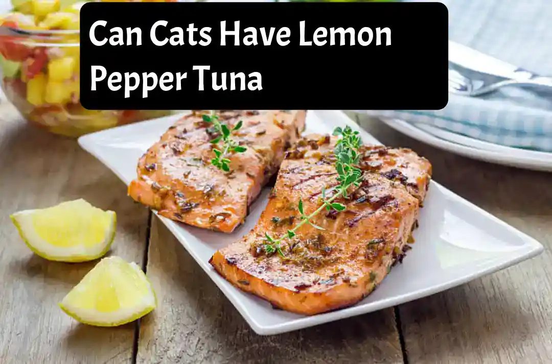Can Cats Have Lemon Pepper Tuna