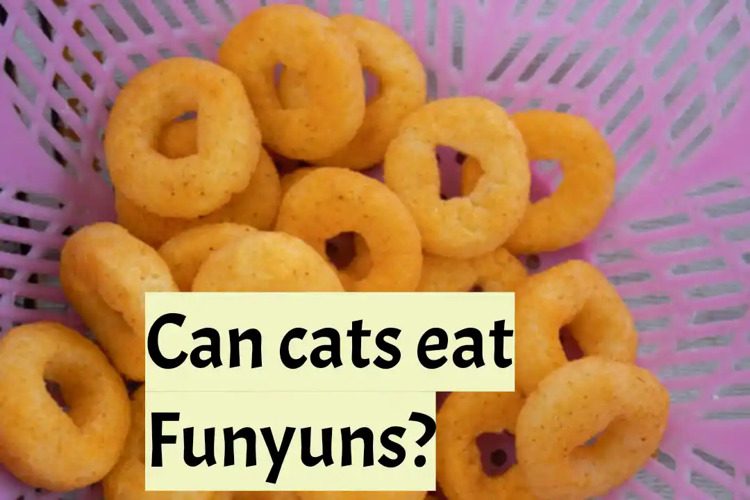 Can cats eat funyuns