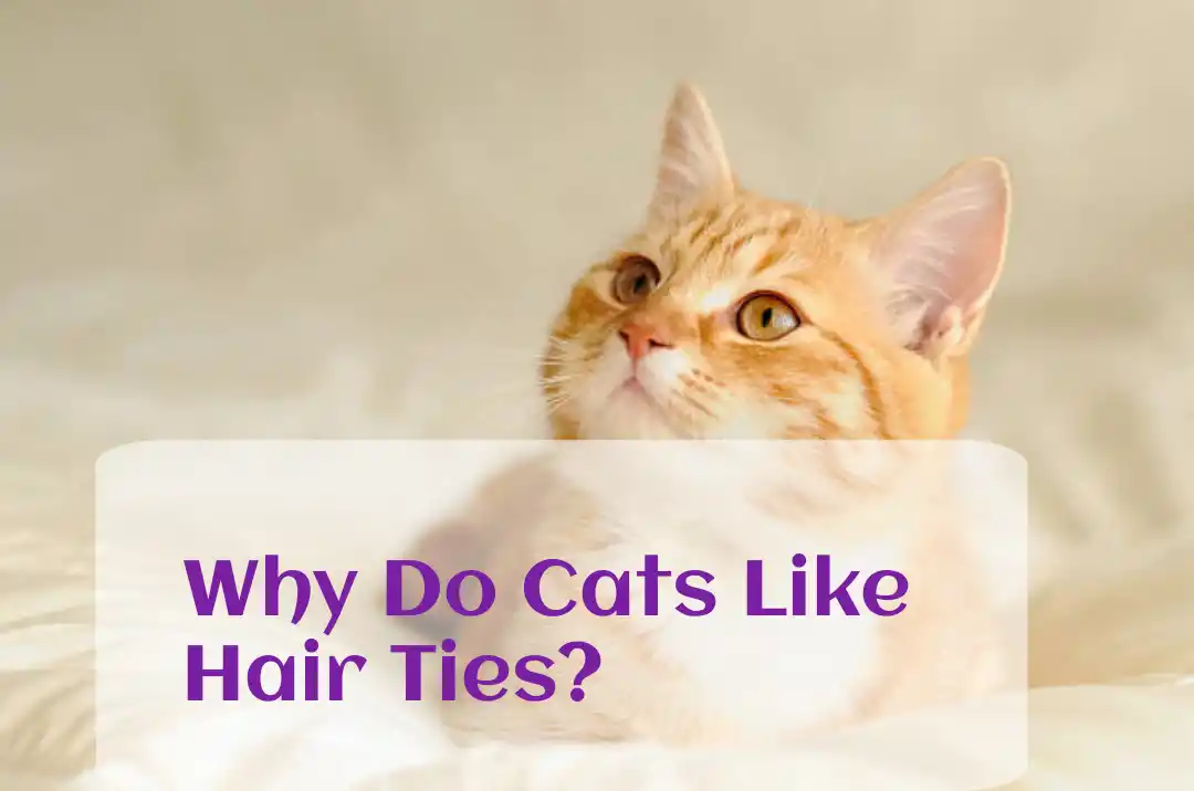 Why Do Cats Like Hair Ties?