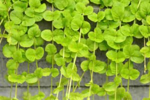 Is creeping Jenny poisonous to cats?
