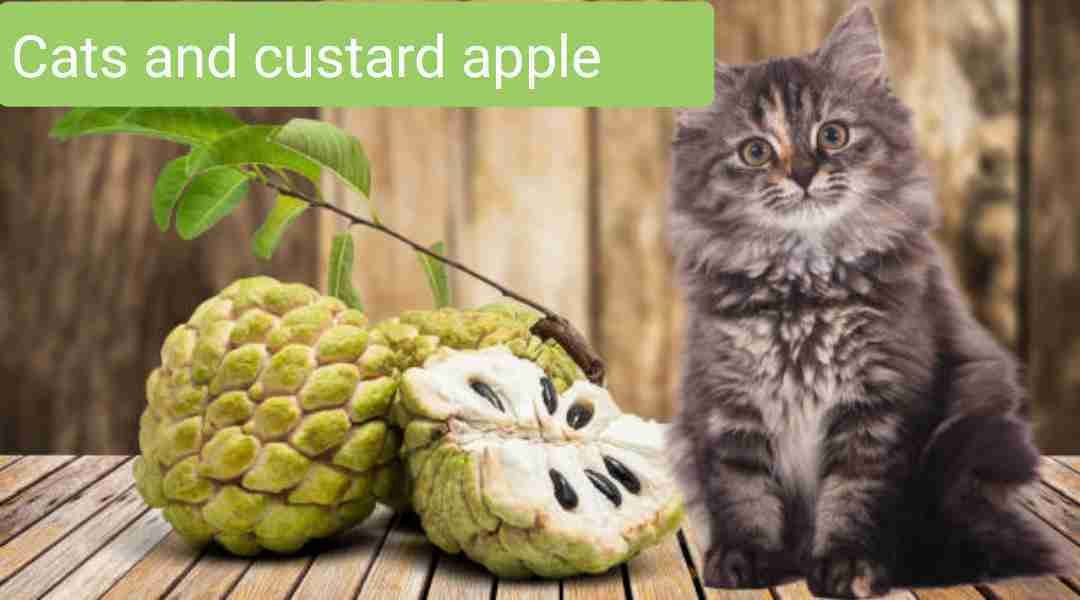 Can Cats Eat Custard Apple?