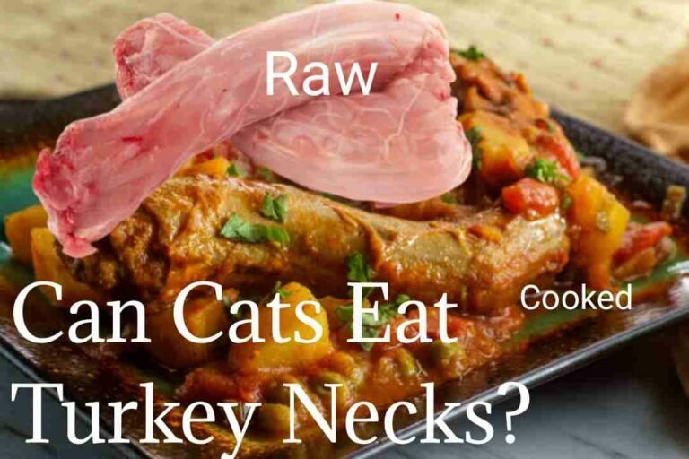 Can Cats Eat Turkey Necks? Everything You Should Know All About Cats