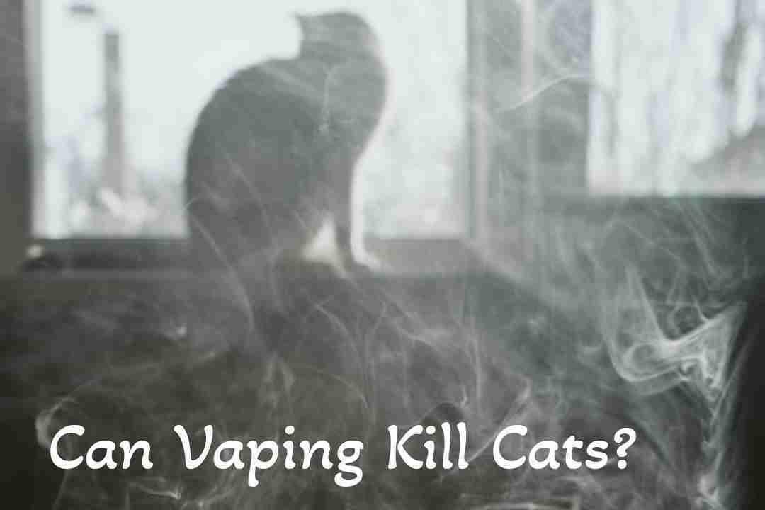 Can Vaping Kill Cats?