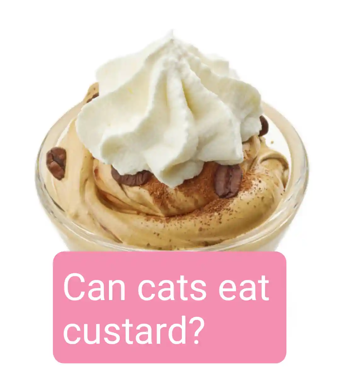 Can cats eat custard