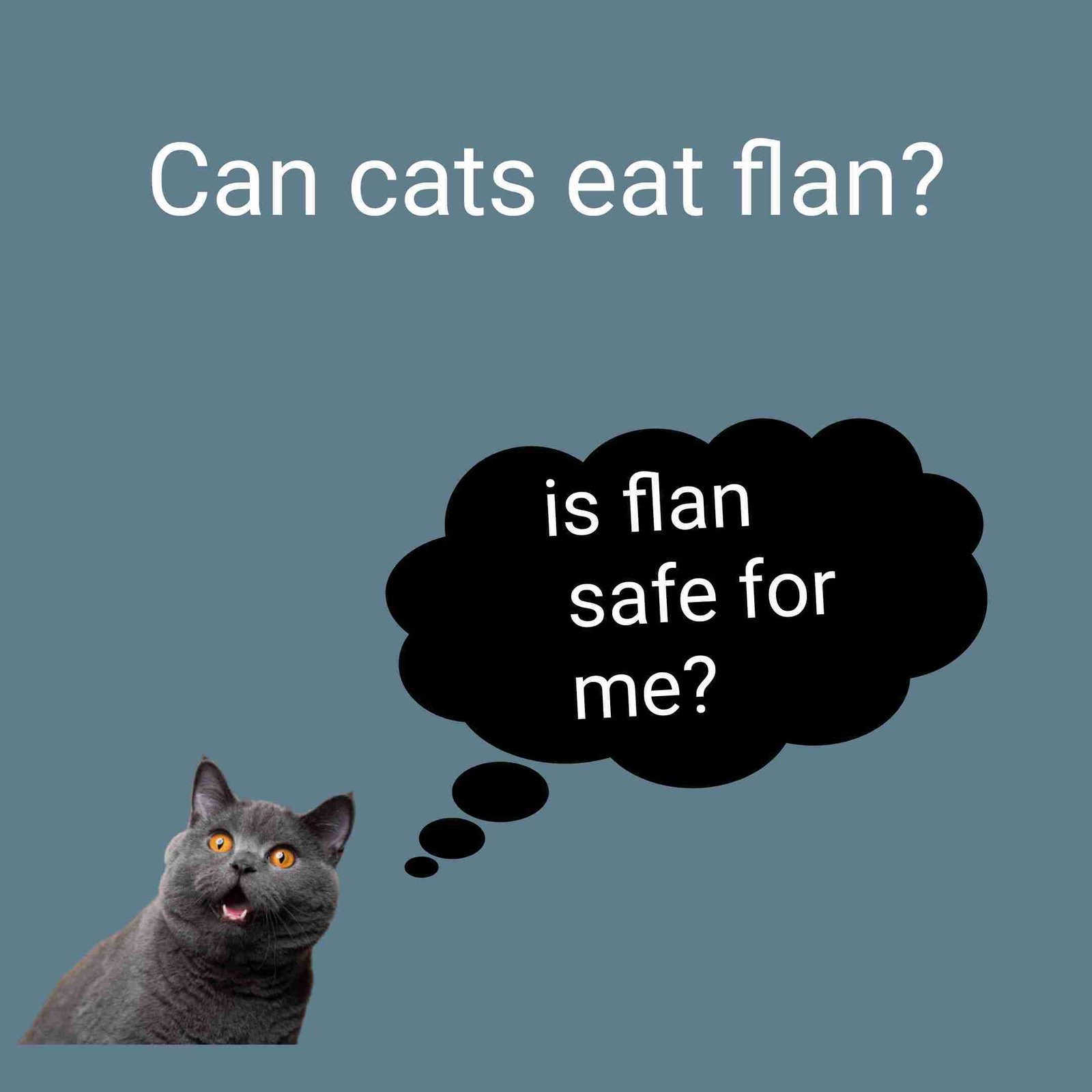 Can cats eat flan