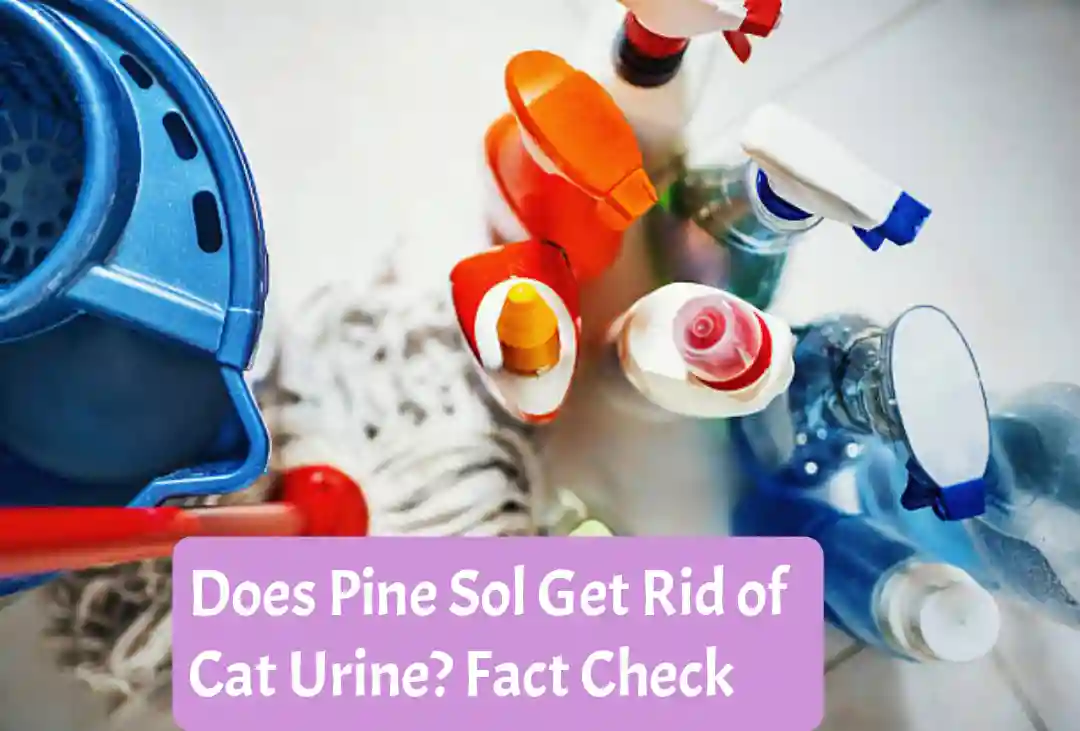 Does Pine Sol Get Rid of Cat Urine? Fact Check