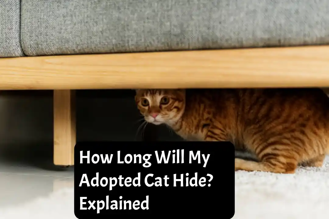 How Long Will My Adopted Cat Hide? Explained