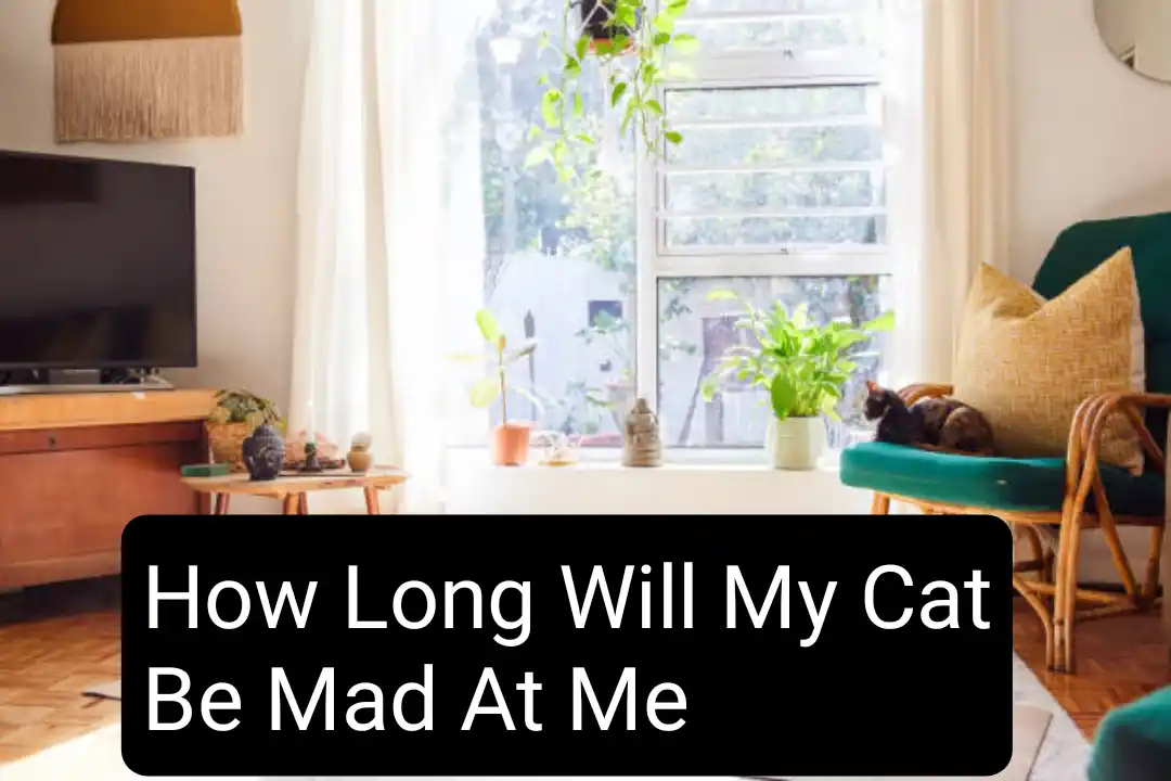 How Long Will My Cat Be Mad At Me? Explained