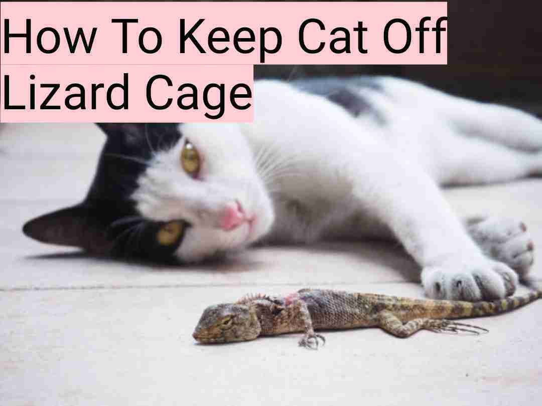 How To Keep Cat Off Lizard Cage