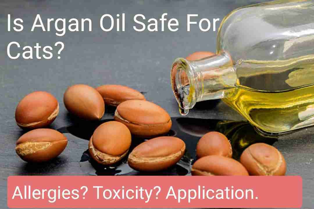 Is Argan Oil Safe For Cats?