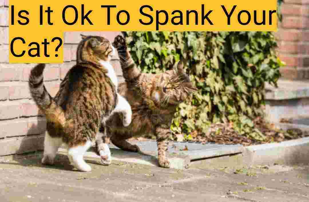 Is It Ok To Spank Your Cat