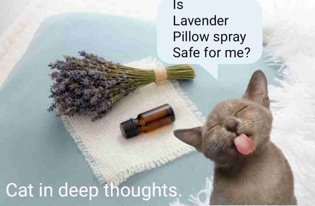 Is Lavender Pillow Spray Safe For Cats? 4 Things You Should Know All